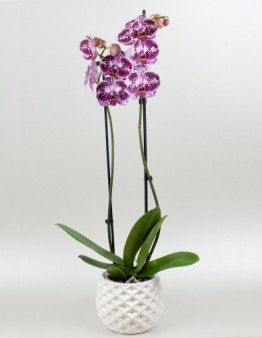 Orchidea dvojvýhonová online donaska kvetov Bratislava