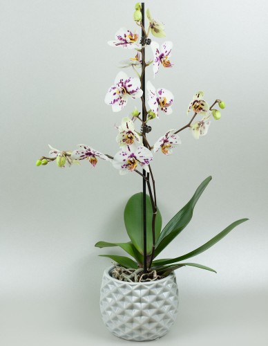 Orchidea jednovýhonová
