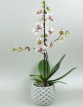 Orchidea jednovýhonová