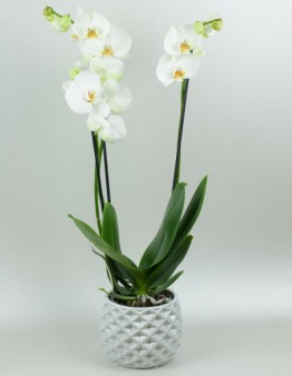 Orchidea trojvýhonová